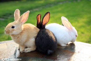兔子饲料怎么配 兔子吃什么长得快