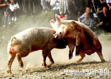 猪的行为习惯有哪些,养猪人必须了解