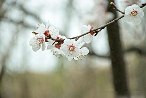 你曾说,烟花三月,我们与春暖花开相约