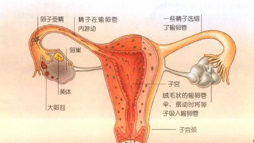 排卵期用试纸一天测几次比较好