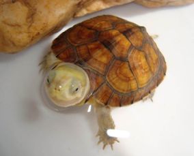 黄喉拟水龟怎么繁殖 黄喉拟水龟繁殖方法