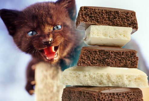 千万不能让猫咪吃的14种食物 谨记 后果十分严重