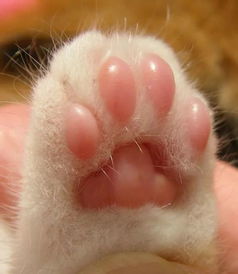 猫咪爪垫干燥开裂 应该选择什么 护爪霜 最合适