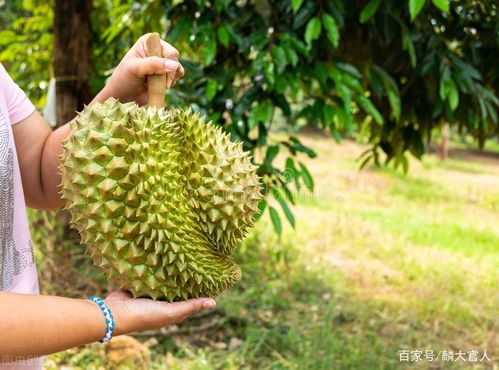 菠萝蜜 和 榴莲 有啥区别 差别很大,建议弄明白再买