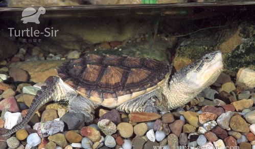 常见乌龟寿命统计,巴西龟居然是短命龟 龟谷鳖老