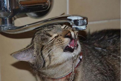 猫不喜欢喝水怎么办呢 猫咪一天饮水量应该要多少才足够呢