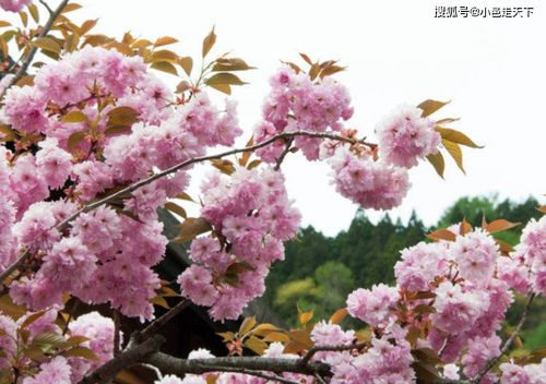 东京的樱花几月开 10月的樱花开是什么樱花