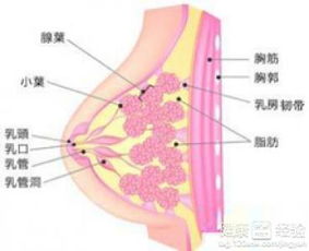 常吃四类豆有效防乳腺癌