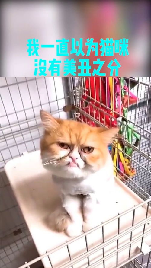 所以猫就是长得越像人越丑吗 