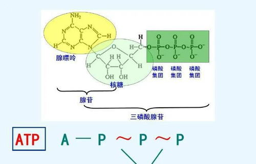 人体是恒温的,体内源源不断的热量由哪个器官产生,什么原理