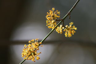 探寻古诗词中的花之韵——以梅花为例，什么花什么什么古诗词大全