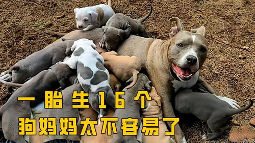 狗子一下生了16胞胎,农场的主人高兴坏了,和狗妈妈一起养大 