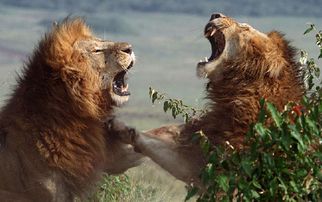 狮子兄弟同时与母狮陷入爱河,为了争抢母狮子展开生死之战