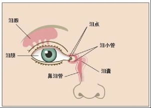 孩子动不动就哭,眼泪多,真的不是 玻璃心 ,是性格气质在作怪