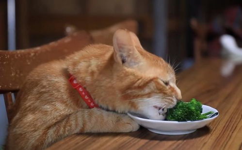猫咪可以吃的8种蔬果,猫咪虽然爱吃肉,也要给它们喂蔬果