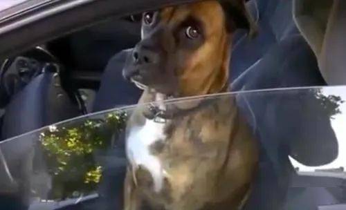 男子将狗留在车内,回来发现狗已发生不幸 狗狗夏天该怎么防暑呢