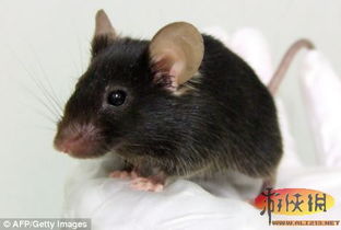 日本的科学家们培育转基因老鼠叫声像小鸟 