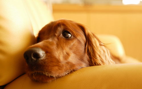 狗狗慢性呕吐的症状及治疗 