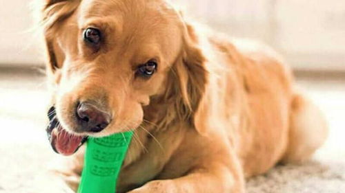 保持狗狗口腔健康,除了刷牙还有4种方法,你在用哪种