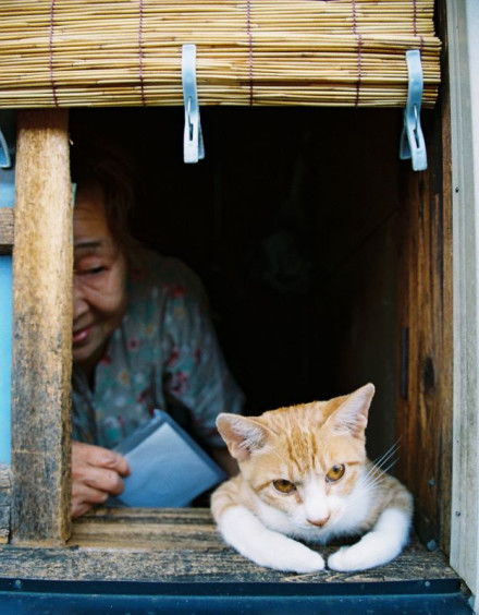 来自日本的Flickr用户警部猫岛