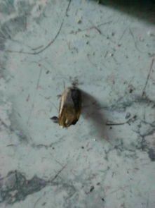 家里会出现一种像蟑螂的虫子,比蟑螂大会飞还叫,这是什么虫子 