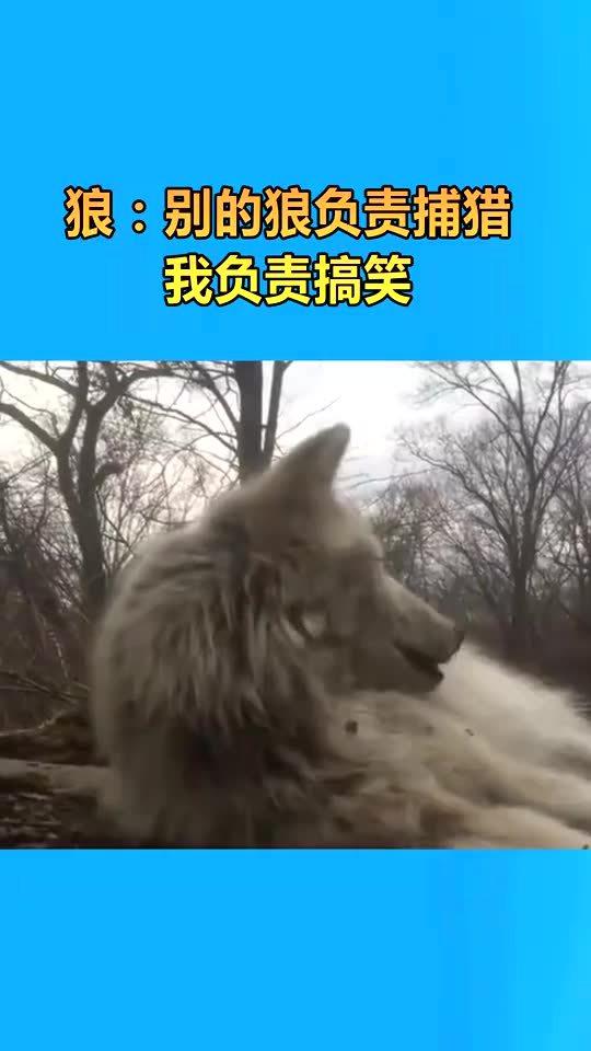 狼别的狼负责捕猎,我负责搞笑 