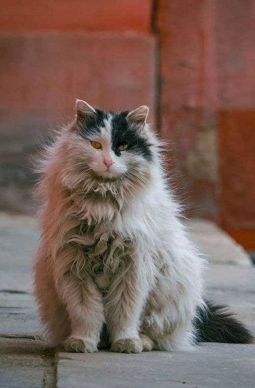 中国拍猫第一人 被央视点赞,走遍全国拍猫6年,拍下4万多张 猫片 ,网友 太治愈了 吴宏力 