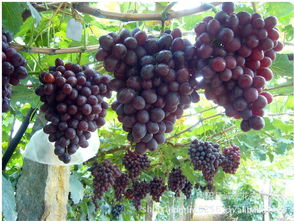夏黑葡萄品种介绍 夏黑葡萄品种优缺点