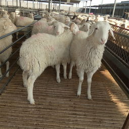 一亩地牧草可以养多少只羊 牧草养殖波尔山羊