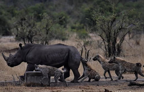 5只斑鬣狗捕杀成年犀牛,犀牛四处逃窜,最终还是被掏了肛