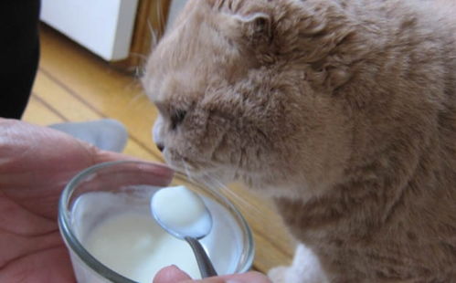 有些猫咪喝牛奶会腹泻,那喵星人吃酸奶会有问题吗