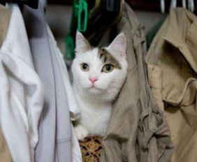养猫经验 衣柜有猫尿味怎么处理