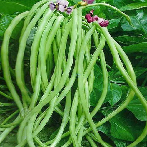 在冬季给孩子做这道菜能促发育 培根 食用 豆子 