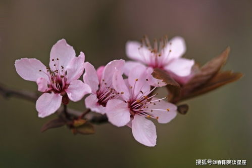 11月桃花运势大爆发,喜结良缘上上签,有望脱离单身的3大生肖