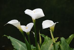 鲜花店买的马蹄莲拿回家怎么养开的时间长 