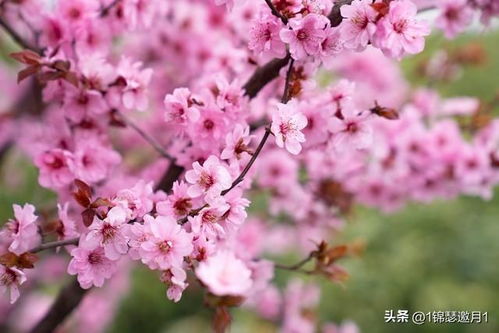 美图背景桃花怎么弄好看，直播间桃花背景怎么弄的