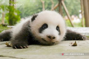 熊猫界的小满,是真的还不够满 