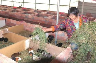 江陵村民引进黑豚鼠养殖项目 建起特种动物养殖场