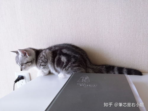 本人已经养了一只母橘猫两个月左右大小 想再养一只美短 公的好还是母的好 