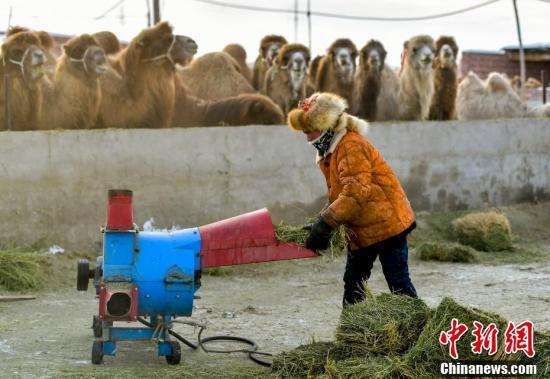 新疆福海推动骆驼产业快速发展 为牧民带来稳定收入