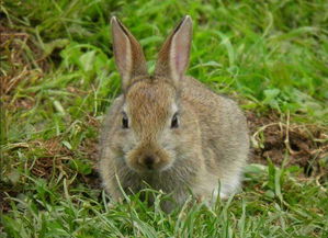 兔子怎样分辨公母
