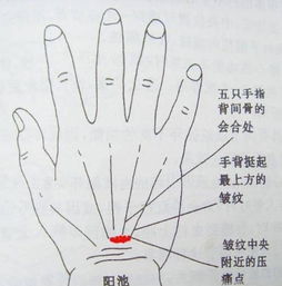 常按手上这个穴位,不仅能暖身让你冬天不再怕冷,还能增津消渴