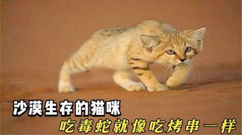 沙漠生存的猫咪,吃毒蛇就像吃烤串一样,可以30天不喝水还能活
