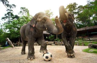 泰国旅游最好不要骑大象,好玩确实是好玩,但是太残忍