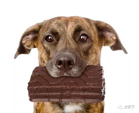 巧克力,狗狗不应触碰的 美食 如果你的狗吃巧克力了怎么办