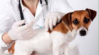 狗狗打疫苗到底有用吗 