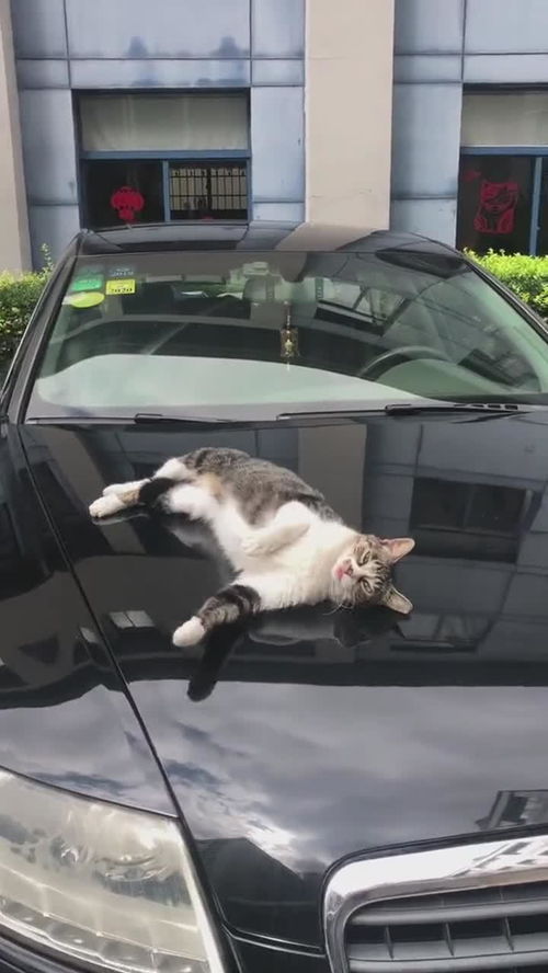 这猫怎么老喜欢在车上玩儿 