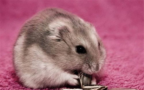 饲养仓鼠有危险吗 它们会把传染疾病带给人类吗 