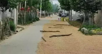 邓州多处乡间小路晒粮食,一半马路被 占领