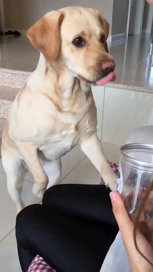 狗能吃榛子吗